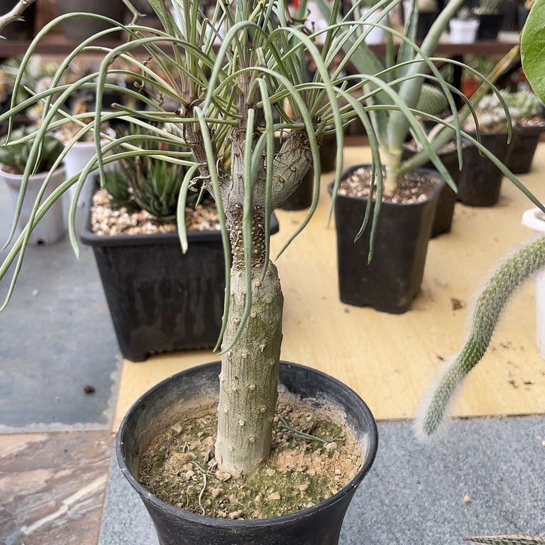 实生天龙木一物一拍下单包邮