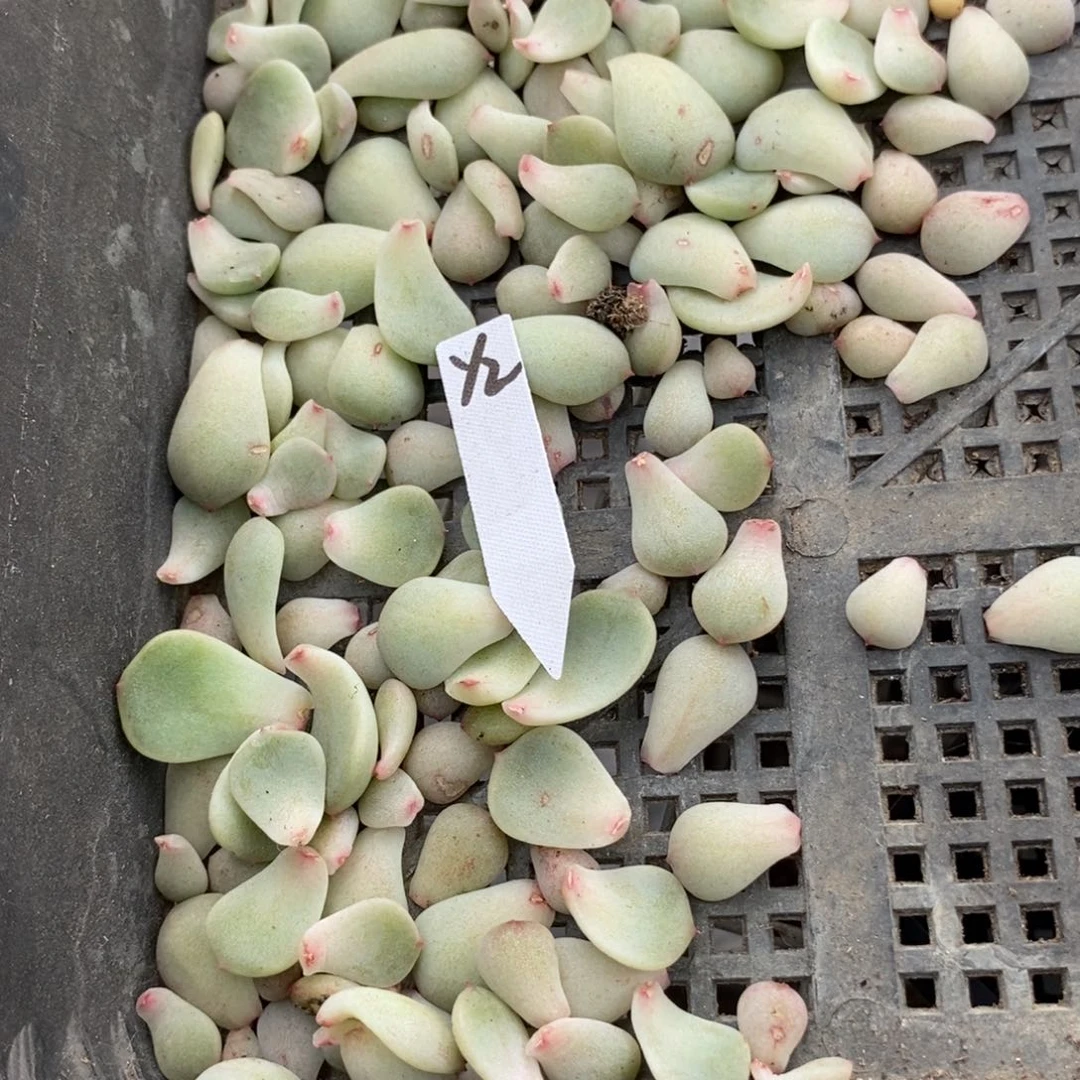 甜心y2纯叶片一片