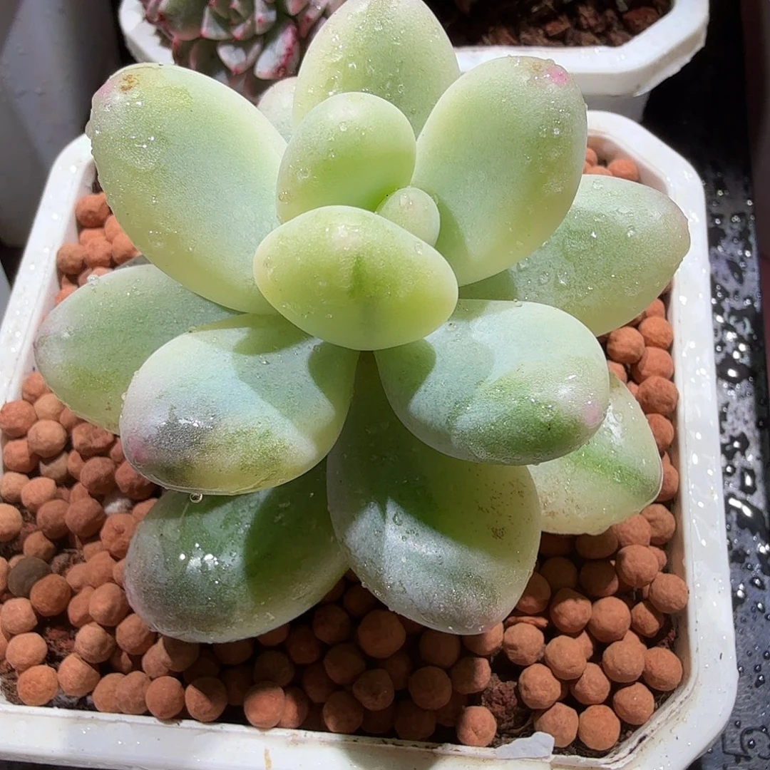 奶酪锦，多肉植物。