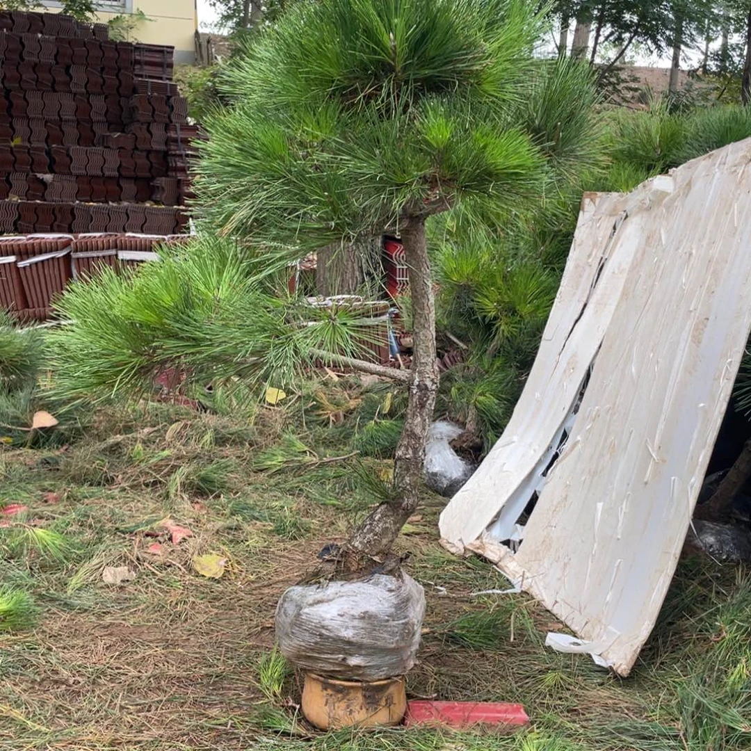 无花朵黑松油是我国最早使用化学武器研发成功应用