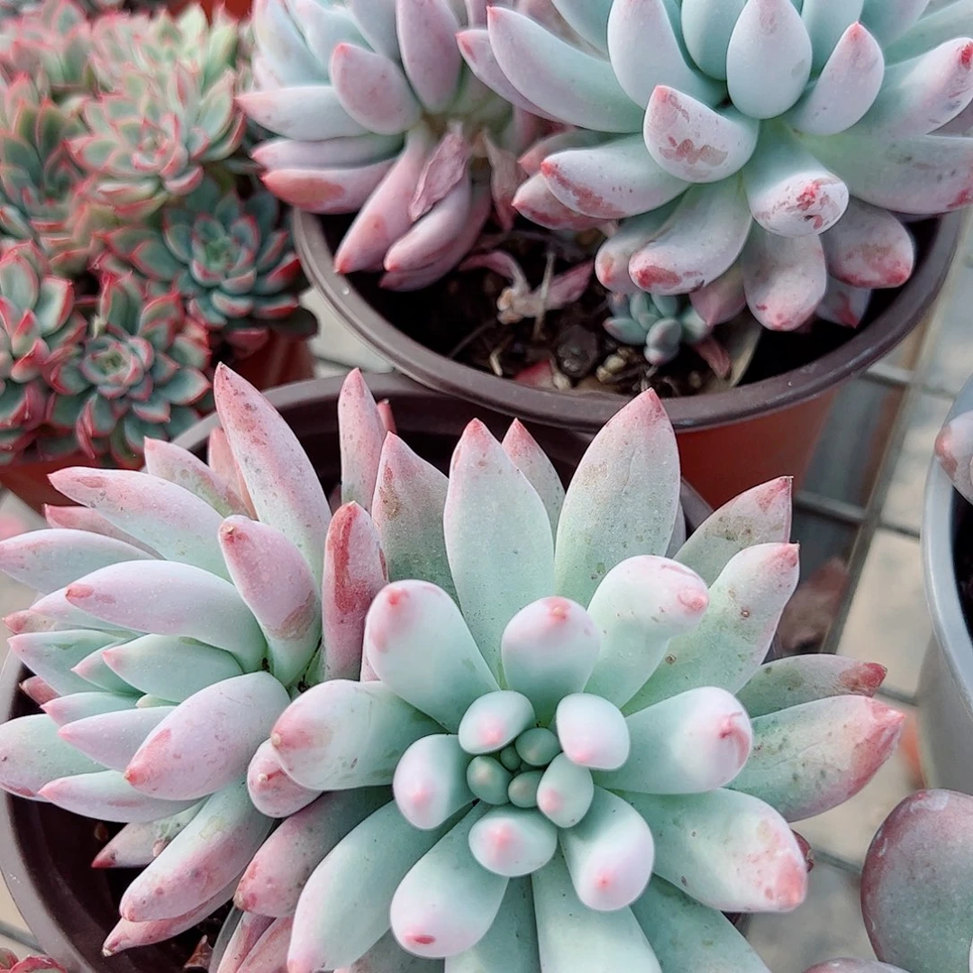 所罗门双头起发精品特价