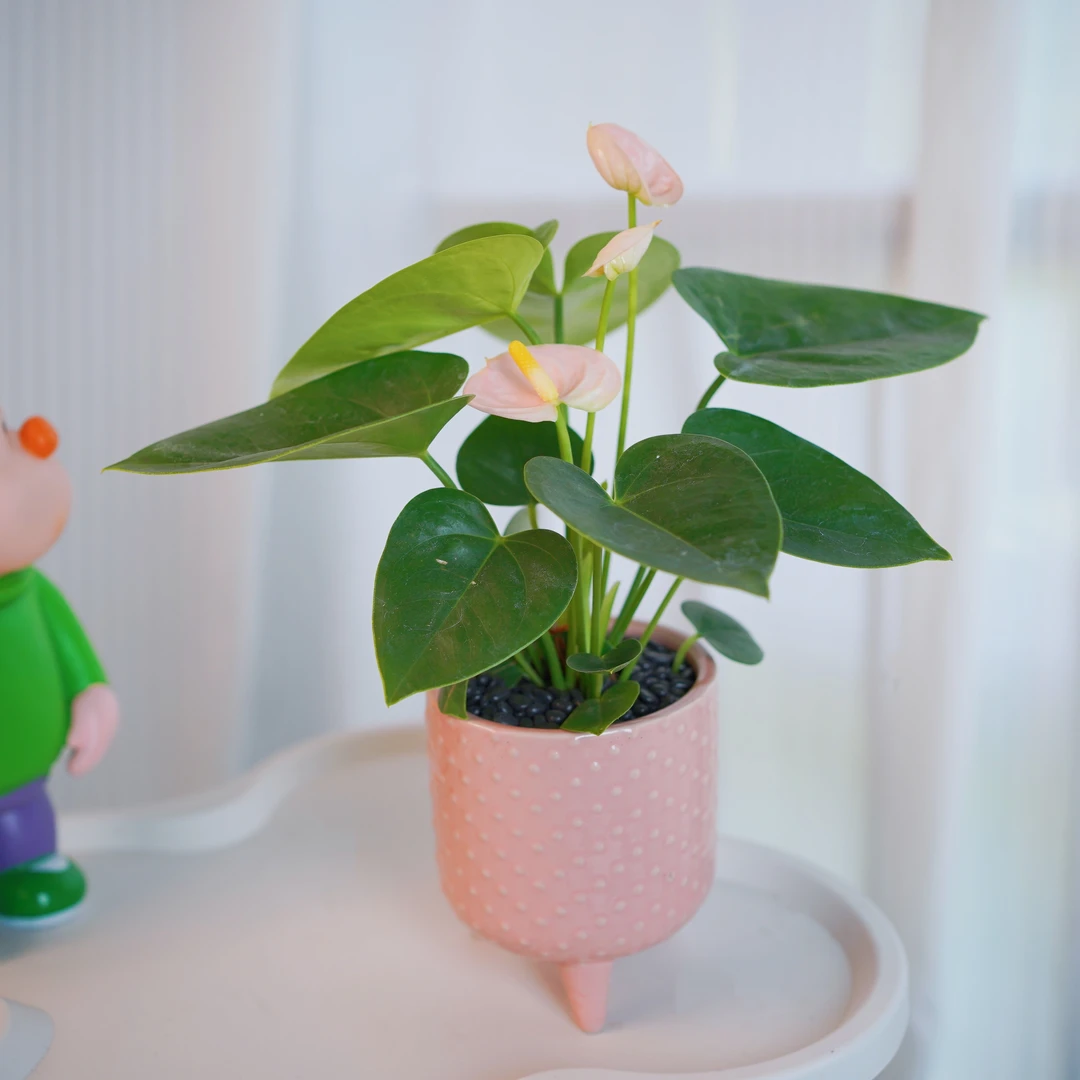 灵动婉尼拉齐祖彩掌盆栽带花植物小叶彩掌室内好养瓷盆花卉绿植