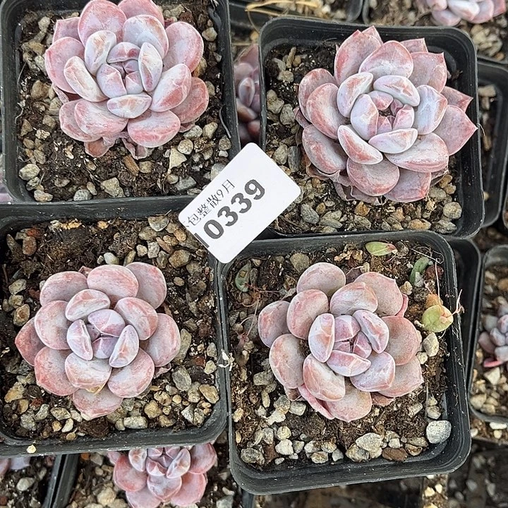 阿雅园艺。         339