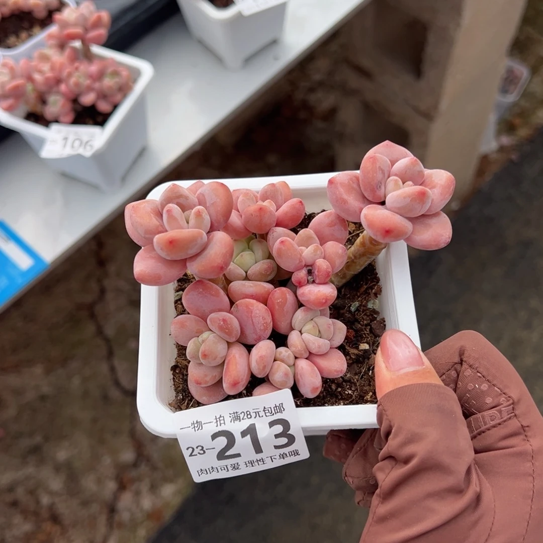 ஐ****ஐ红洛神多肉多肉