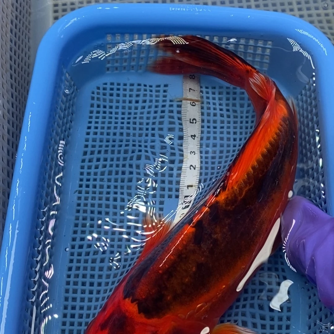 锦鲤冷水锦鲤包邮