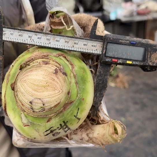 甜蜜妮芙5号10厘米主球带3个侧芽 开花包对版