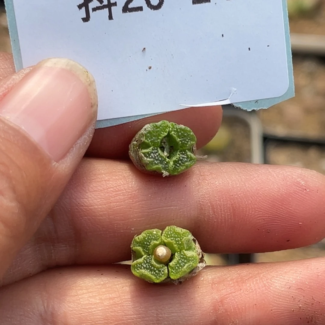 20-14超碟多肉植物