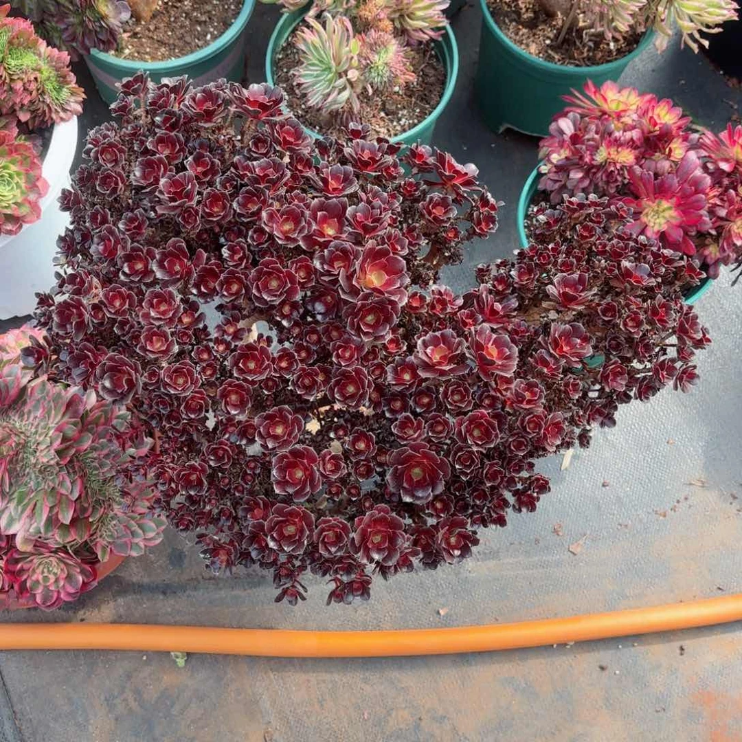 我在外面吃饭999