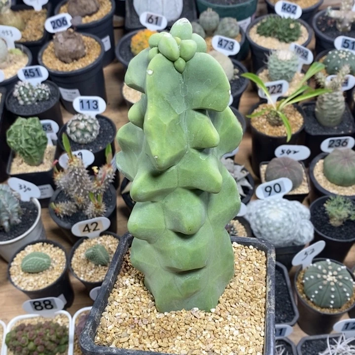 上帝阁232号高度18cm