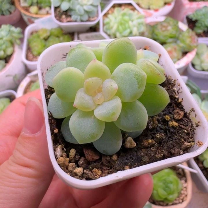 2909甜心双头福利