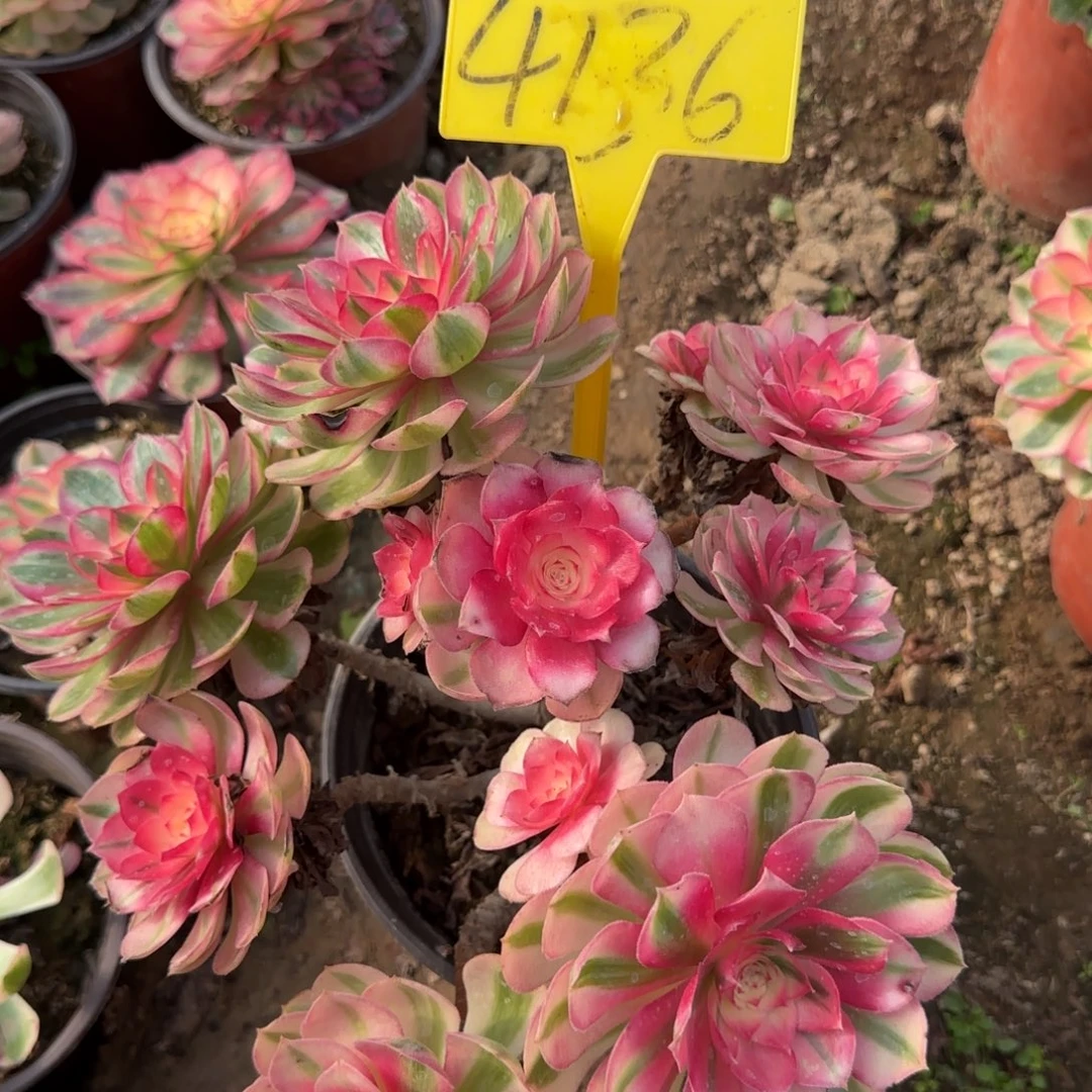 4136--倾城时光多头多肉