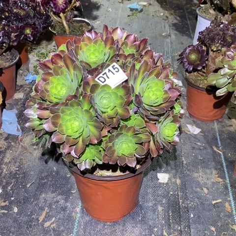 এ***火焰山多肉植物法师不包损