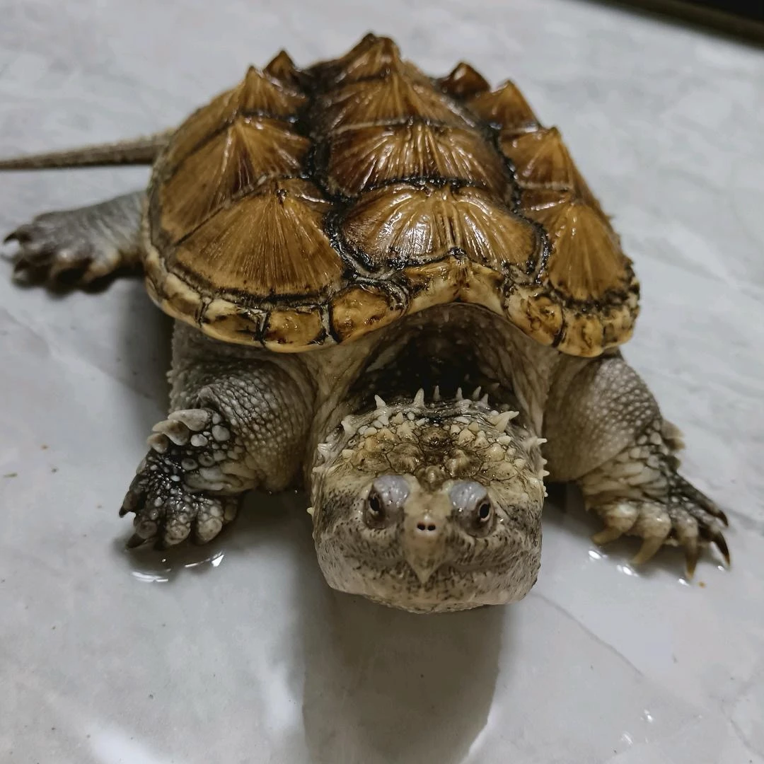 人工饲养大小乌龟 宠物龟 直播链接