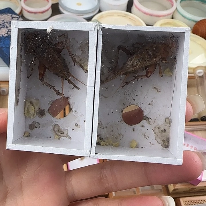 蟋蟀油葫芦两只包邮