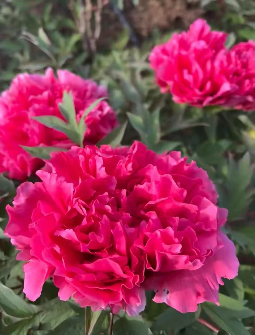 【万花王】重瓣精品牡丹苗菏泽种植基地现挖现发