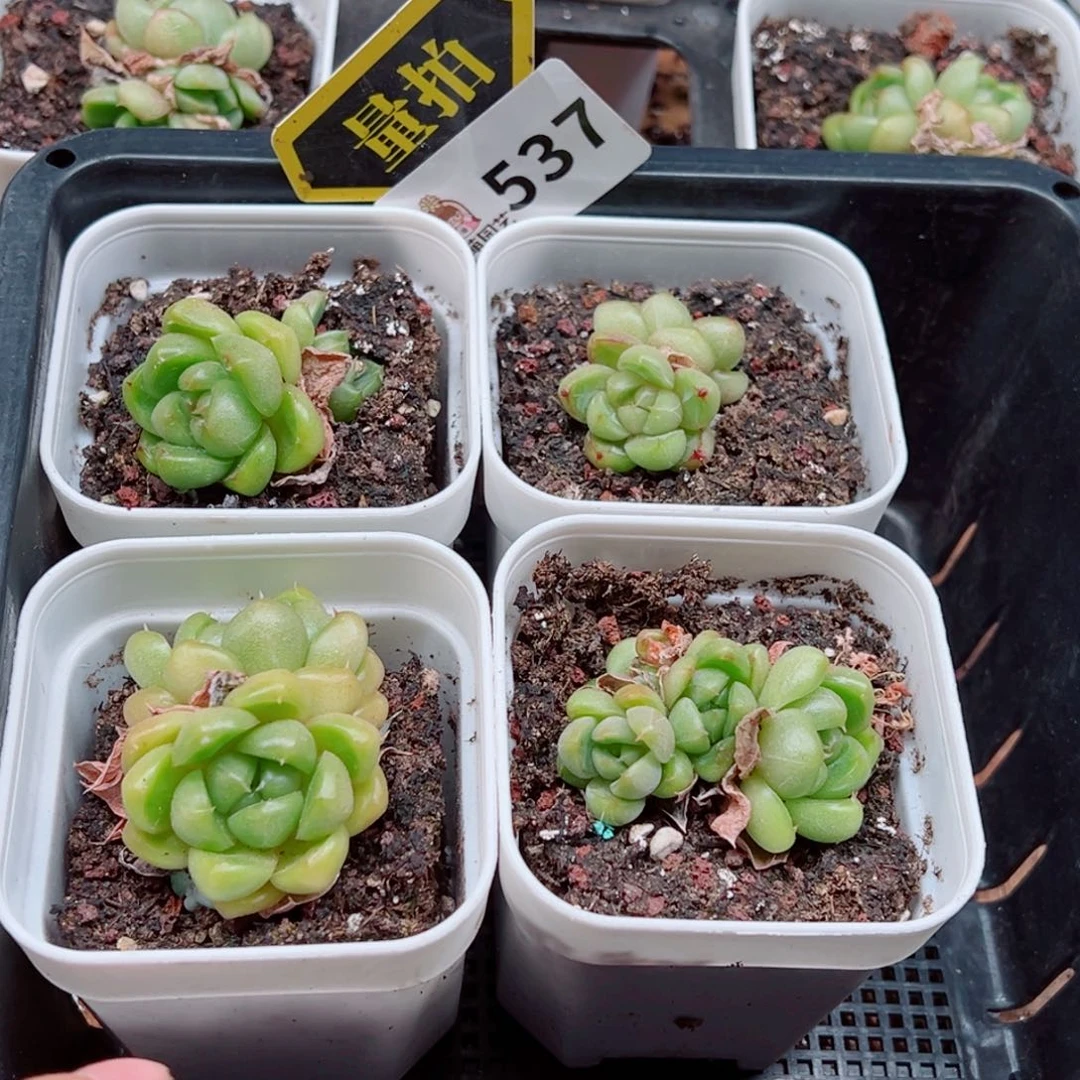 多肉植物多肉植物