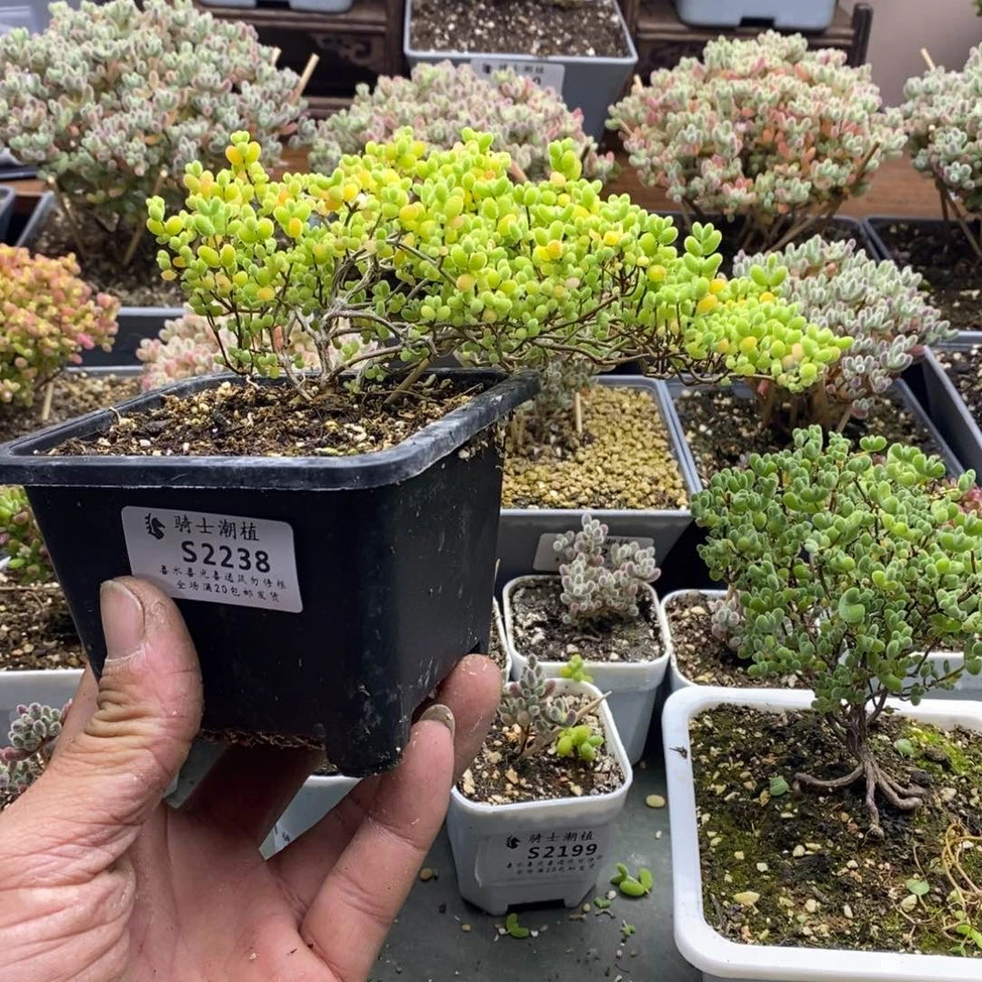 晨2238蜜橘糖球造型桩