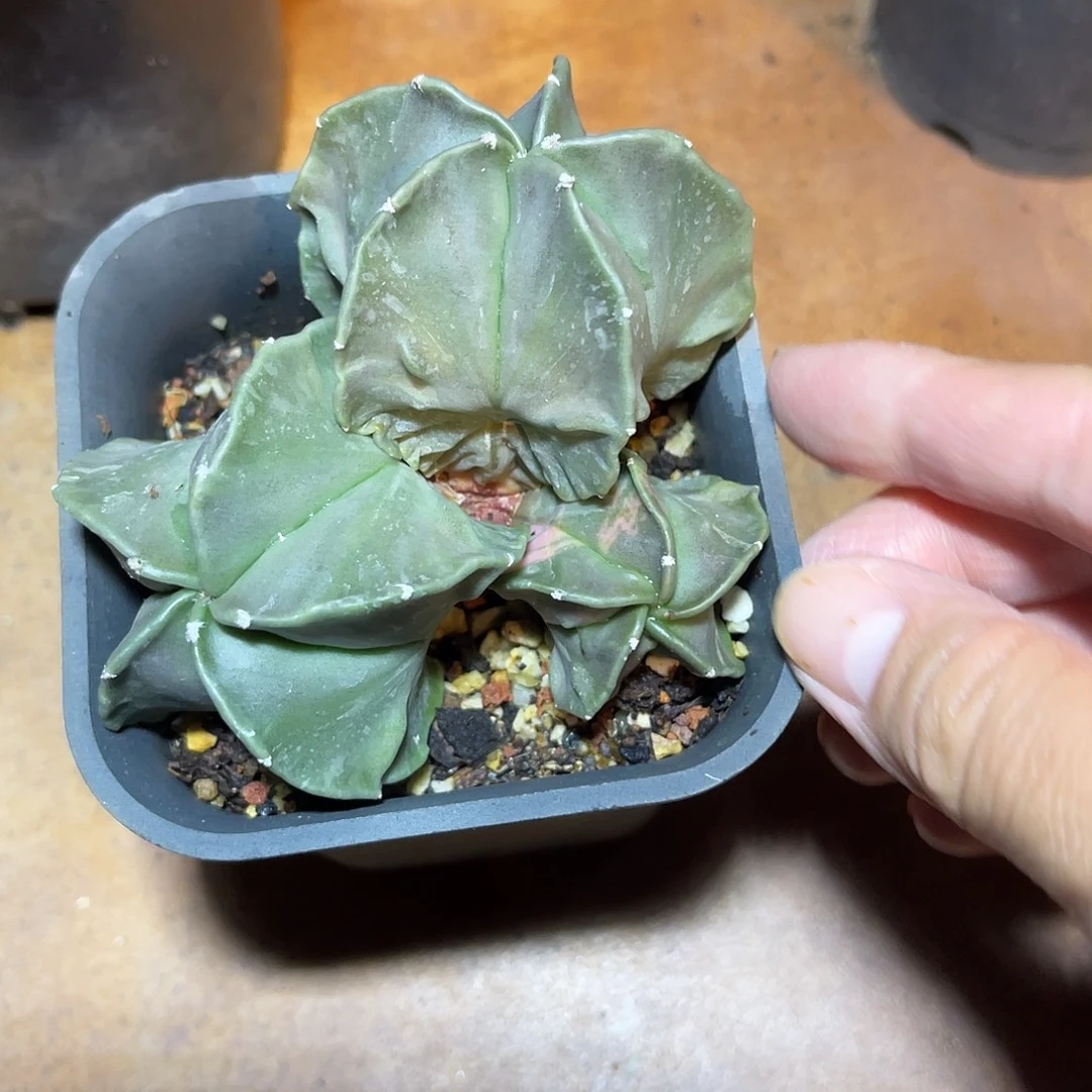 实生鸾凤玉锦三头群生