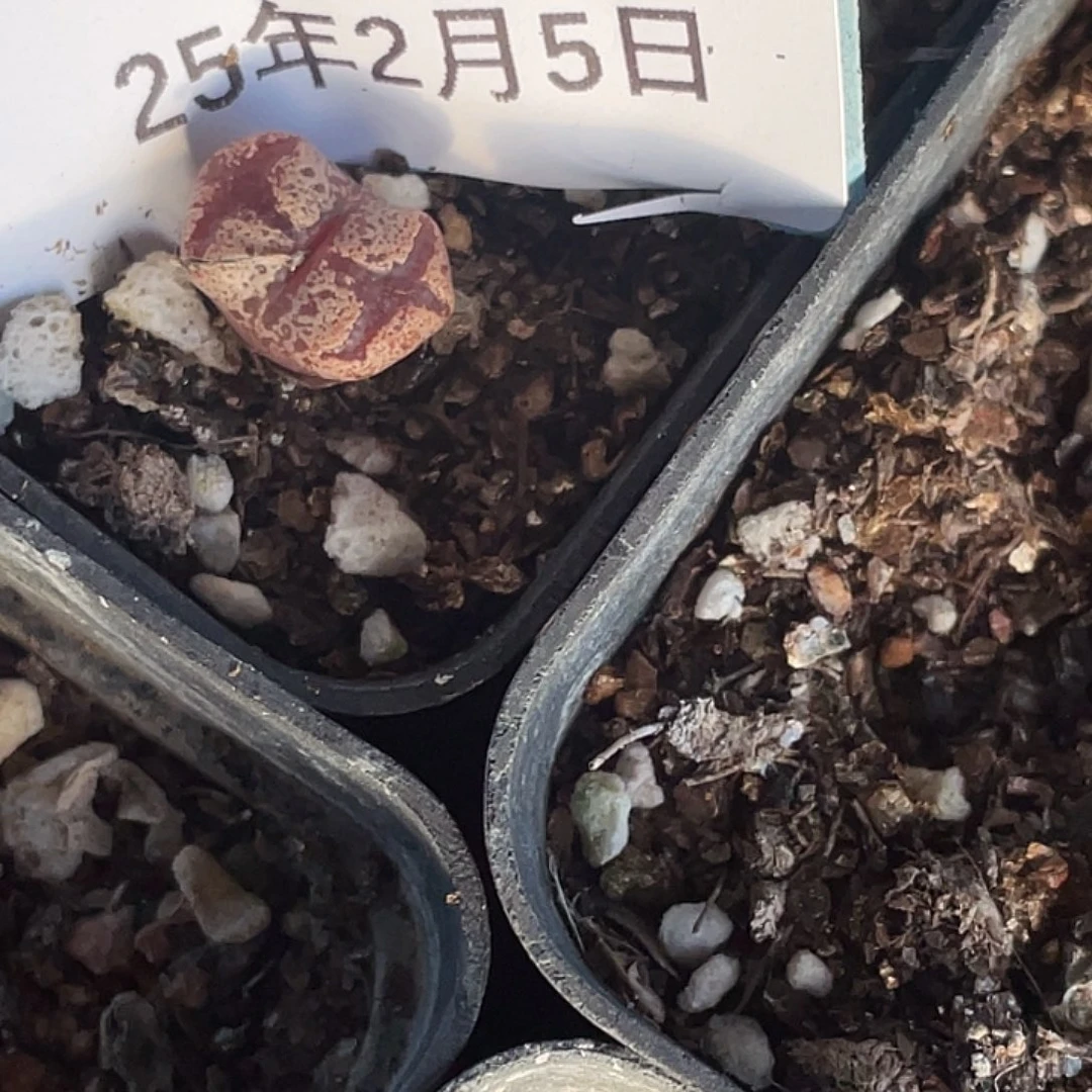 能****挂5-115肉锥多肉植物