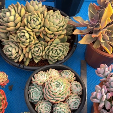 A****1133水晶玫瑰多肉