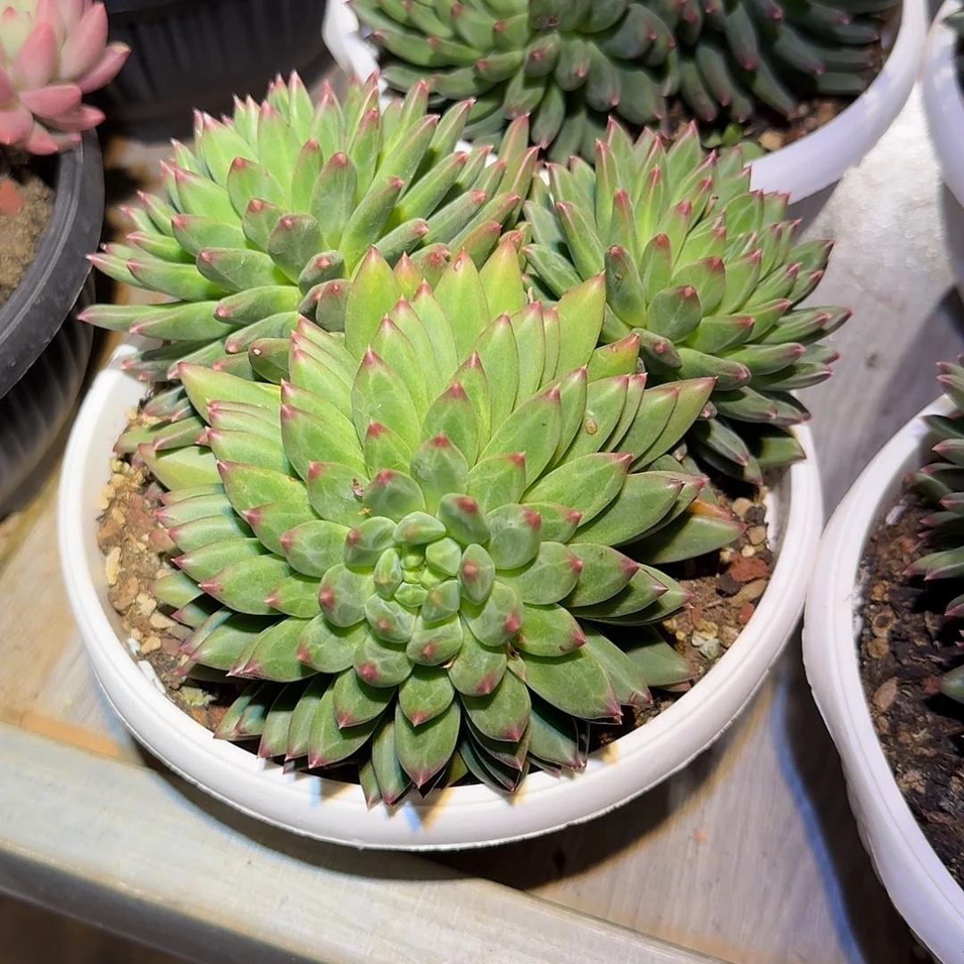 元青花整无砍群生多肉