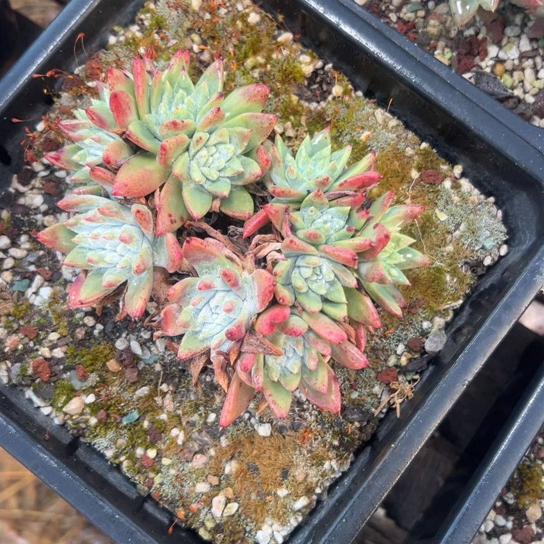 白姆～一物一拍1976