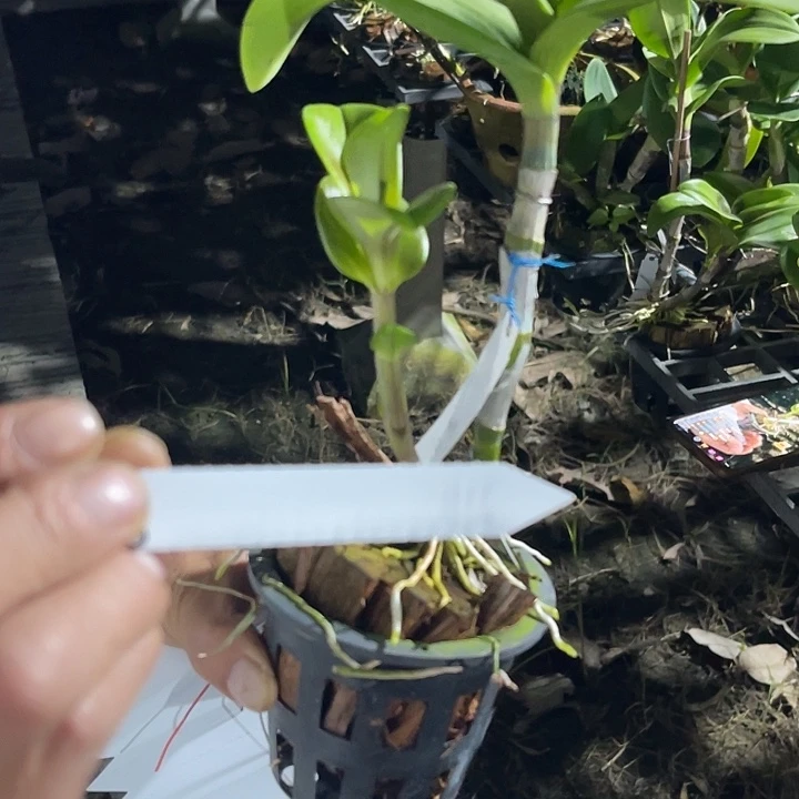 当前无花朵，栽培后可花朵白龙抖抖拍1116