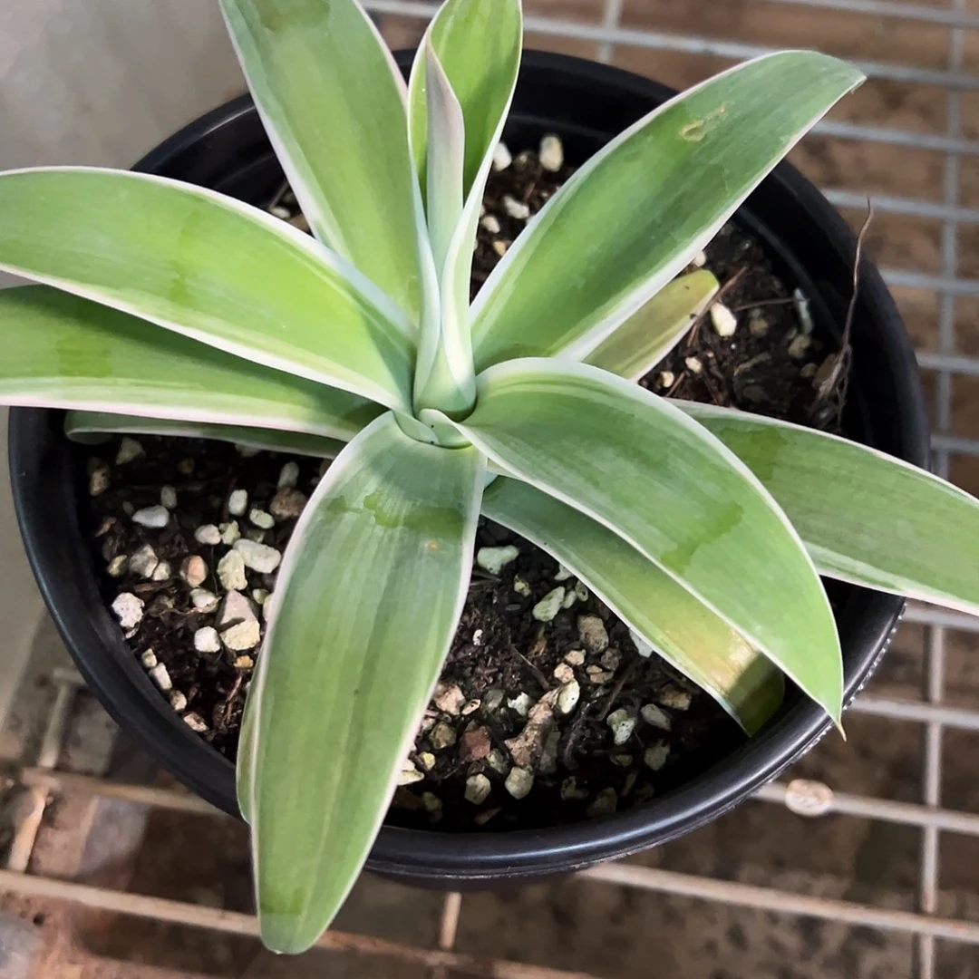 无花朵多肉植物狐尾白覆