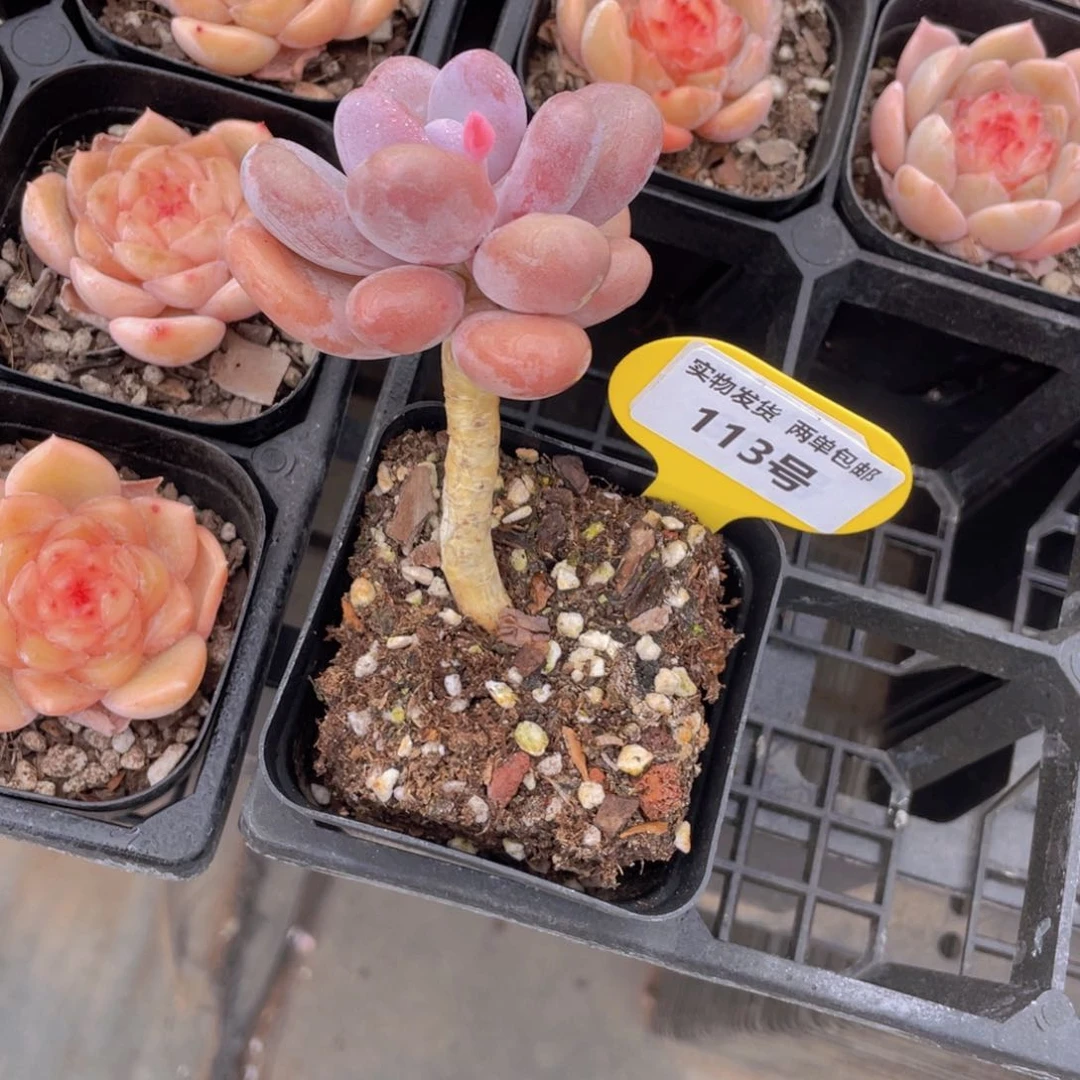 113号 蛋黄奶老桩单头一个