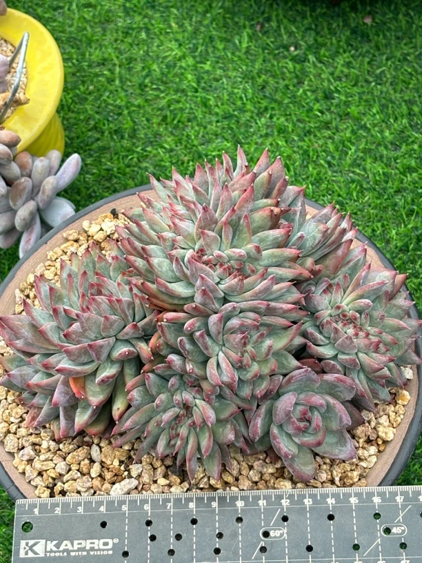 多肉植物一物一拍，祖母绿缀