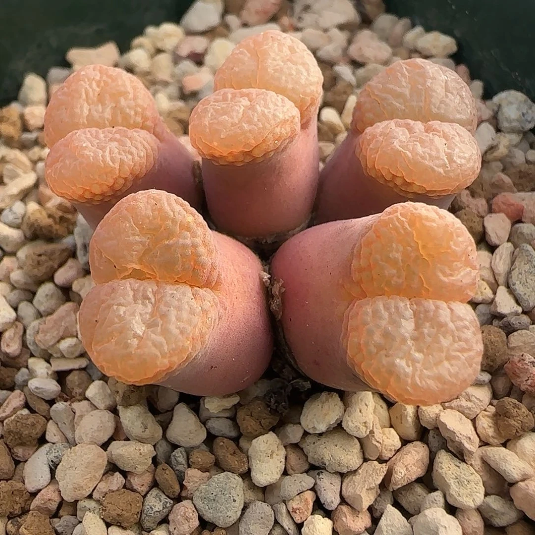 l***u多肉植物风铃玉母本144号