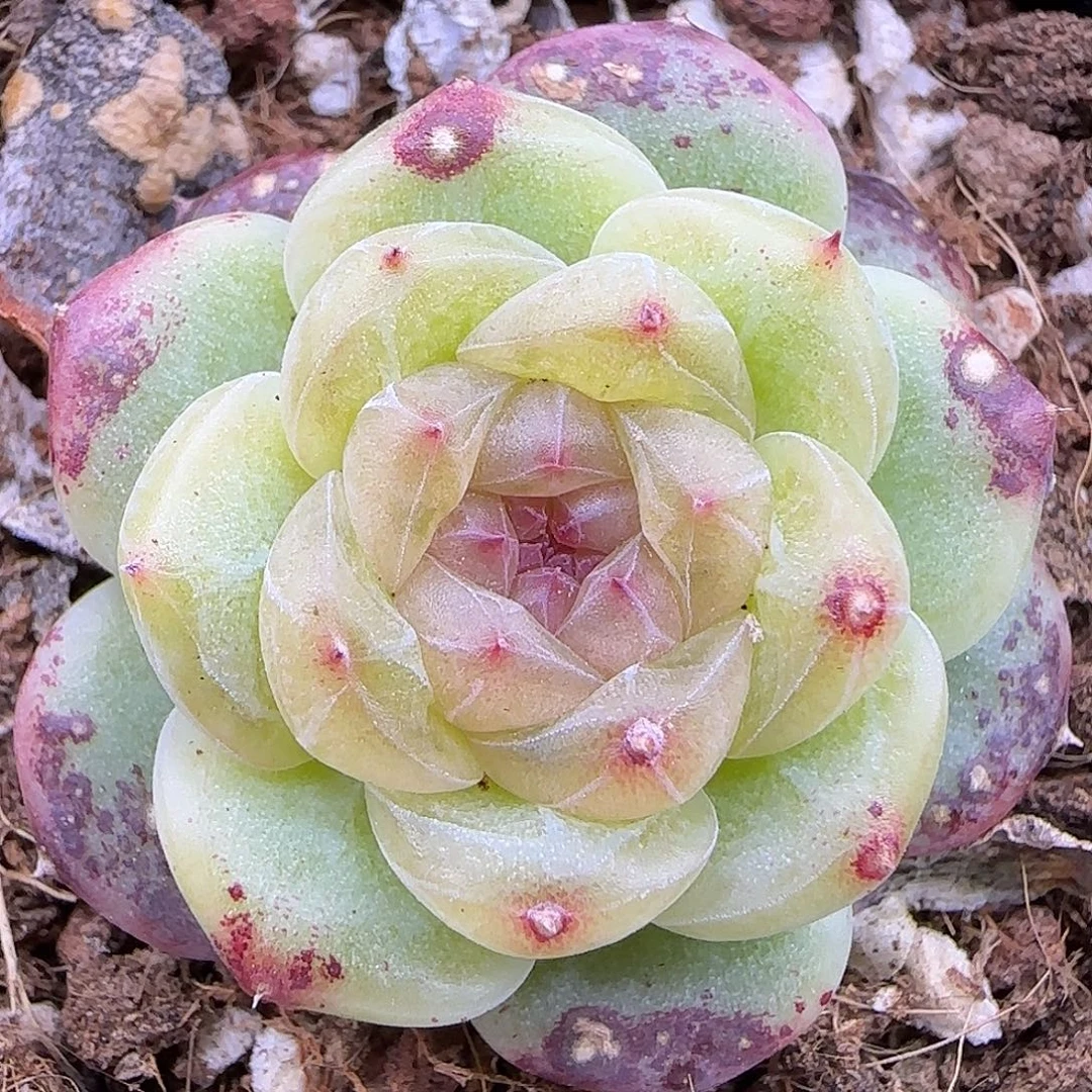 100 【满29包邮非偏远】