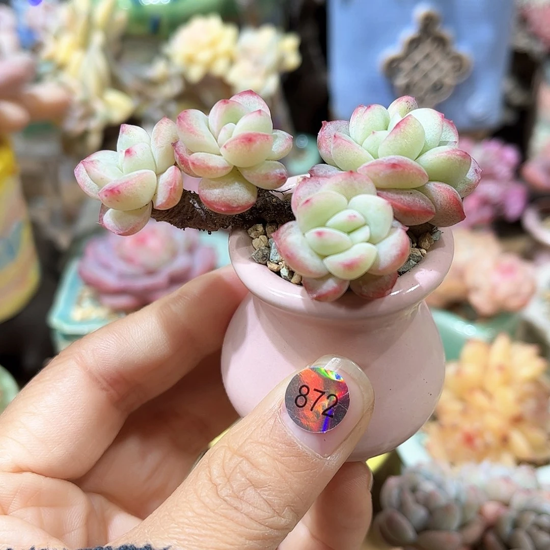 ?*872 多肉含盆土 30元包邮 除偏远