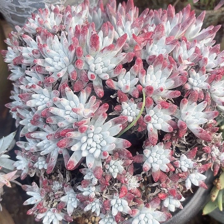 仙女杯多肉植物盆栽