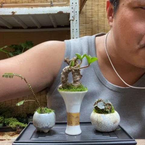 红陶一物一拍所见即所得272