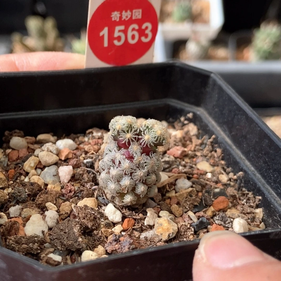 实生米奇黛丝尤群一颗