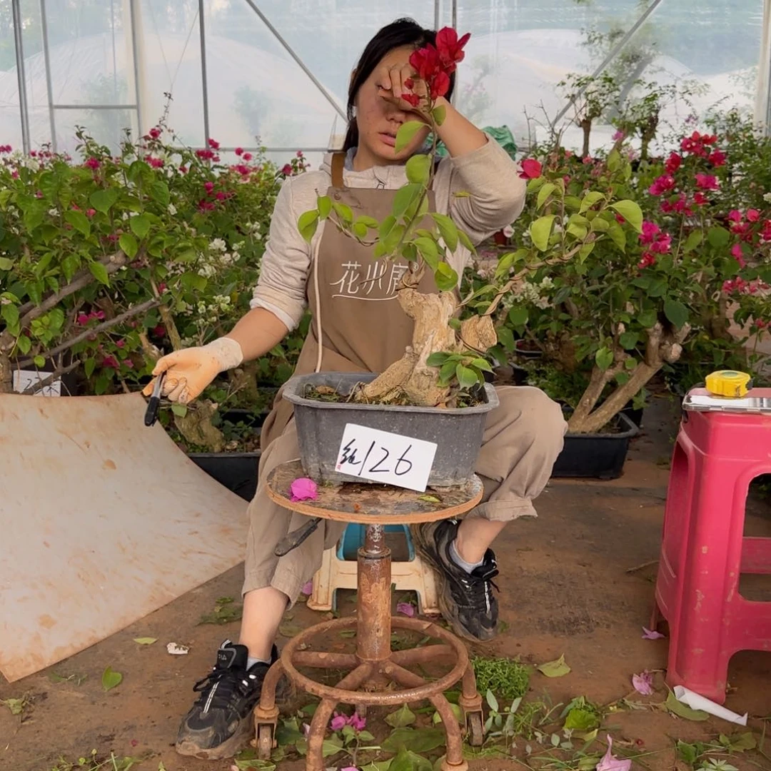 大部分花苞少量开放中国红 126