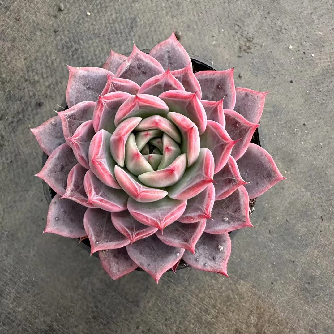 10# 天秤座多肉植物        前男友精品多肉SM1465