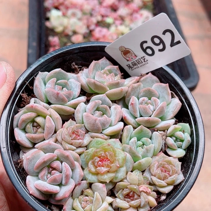 多肉植物多肉植物