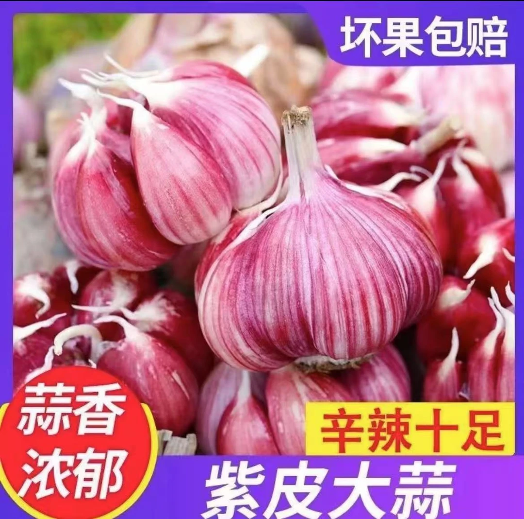 【净重发货】25年头茬河南新鲜现挖紫皮大蒜头多瓣蒜湿蒜