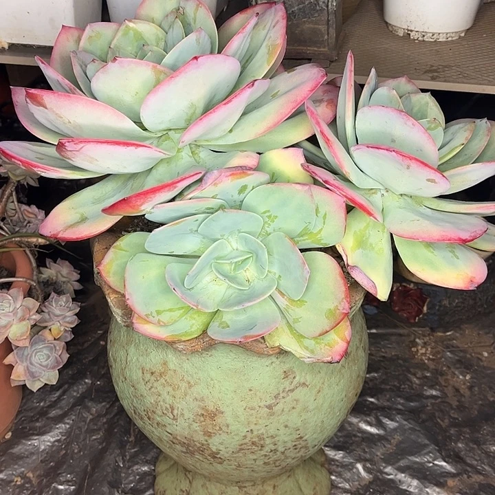 血凤大老桩，一物一拍