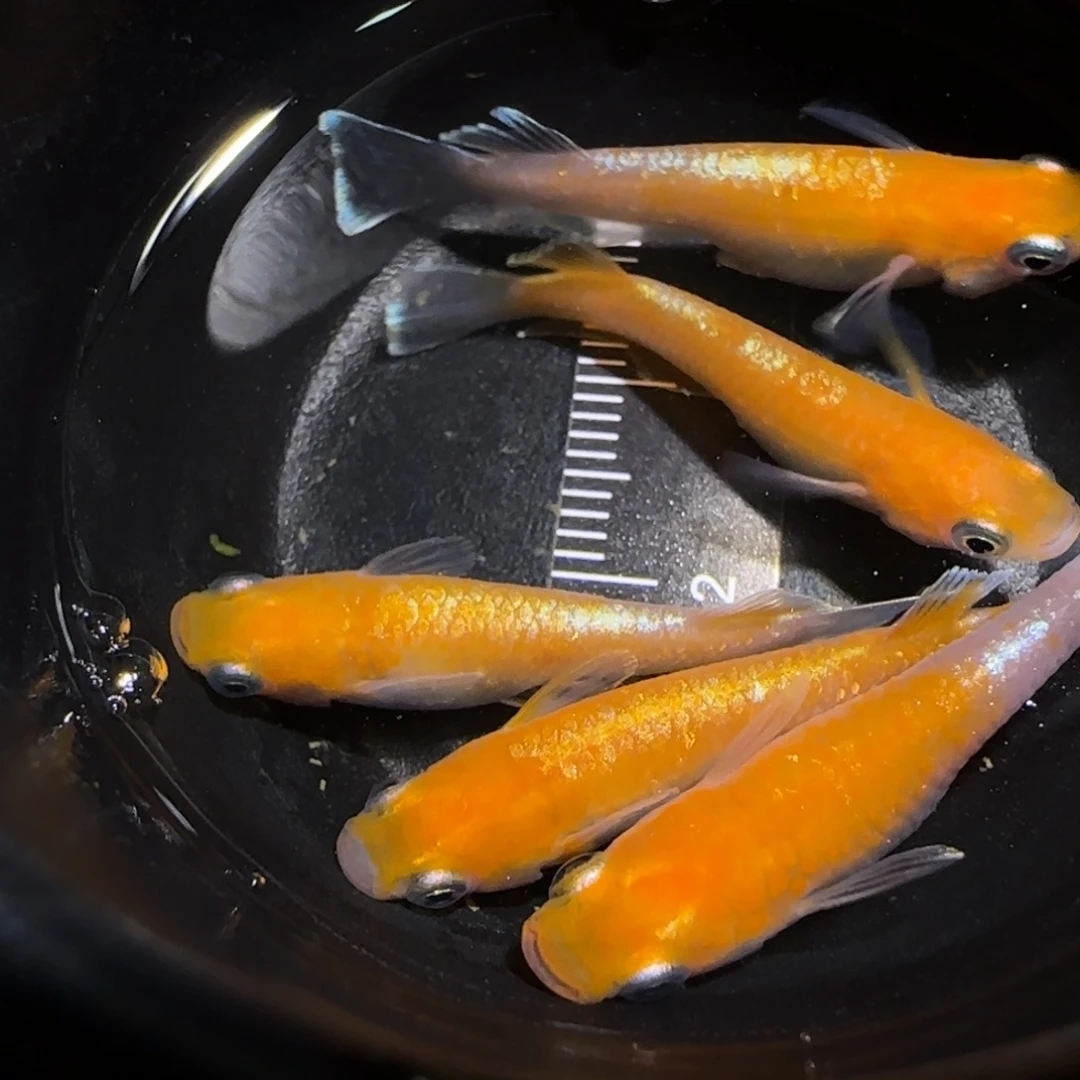 青鳉鱼一物一拍749
