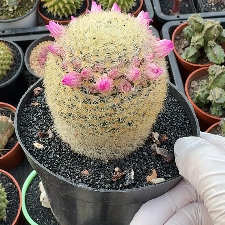 嘉文丸仙人球仙人球123