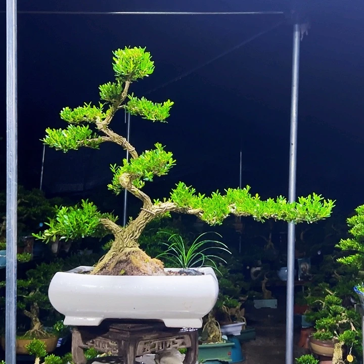 无花朵黄杨木
