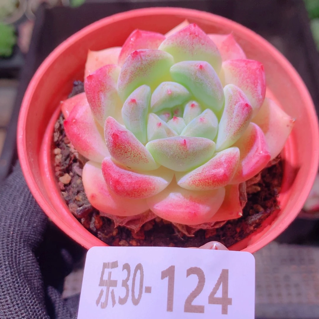 乐然30-124 冰糖单头