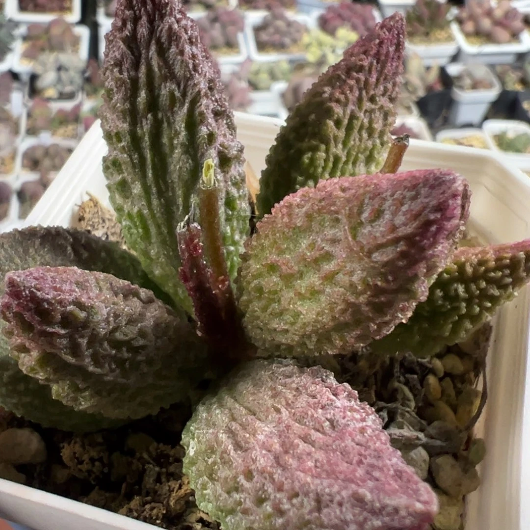 实生新品多头纯木质桩多肉植物