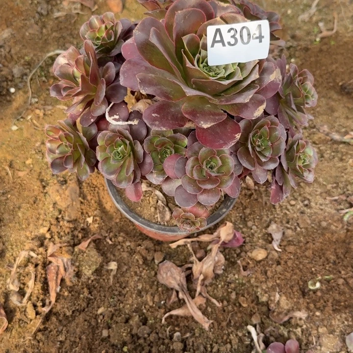 304 清棚处理不包断枝