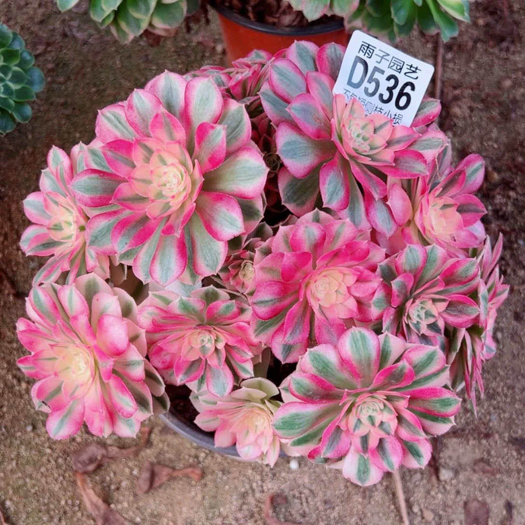 536倾城雨子多肉植物