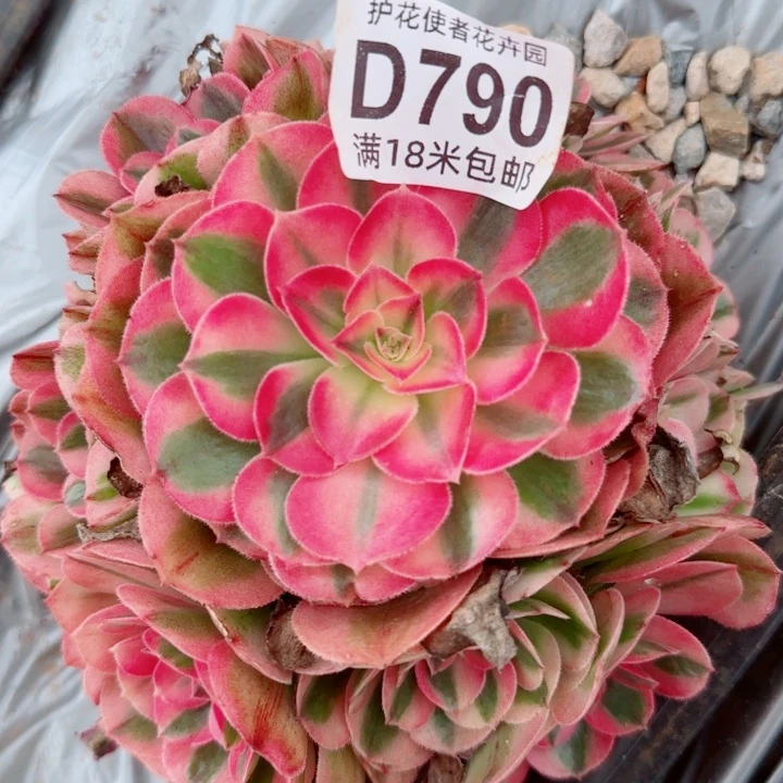 多肉法师倾城捧花
