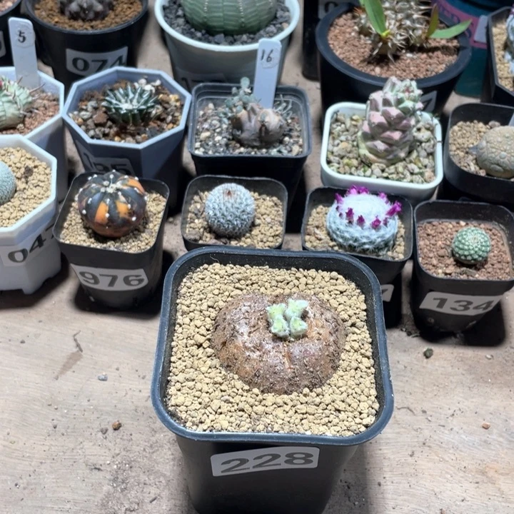 228断崖女王块根